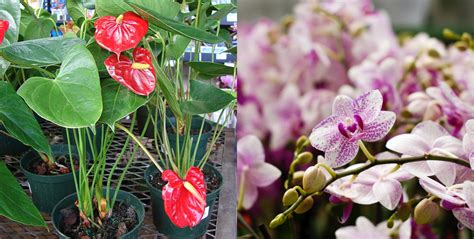 金錢發財樹種類|花開富貴過好年：10 個帶好運植栽推薦！金錢樹、發。